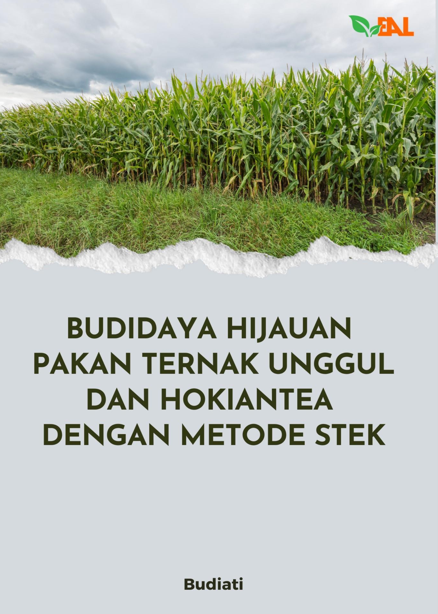 Budidaya Hijauan Pakan Ternak Unggul dan Hokiantea dengan Metode Stek